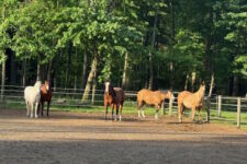 Photo of Reins of Honor Equine Therapy for Veterans Photo of Reins of Honor Equine Therapy for Veterans