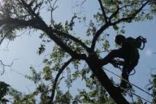 Photo of Strobert Tree Service Photo of Strobert Tree Service
