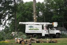 Photo of Tree Inc., LLC Photo of Tree Inc., LLC
